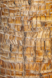 棕榈树木皮图片