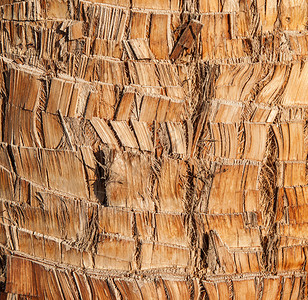 棕榈树木皮图片