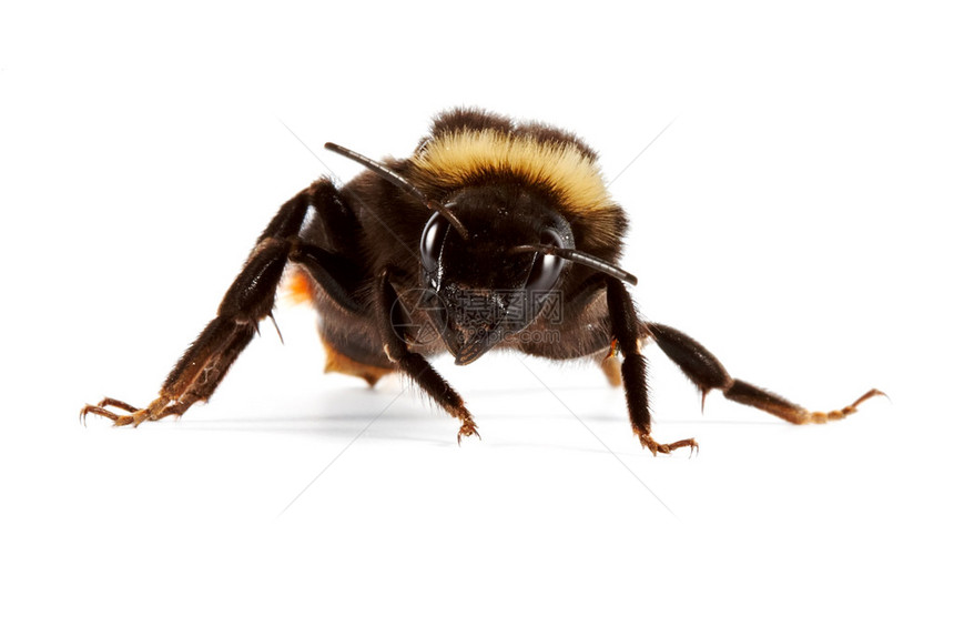 昆虫一只大黄蜂坐图片