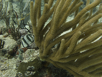 带状蝴蝶鱼在珊瑚周围游泳图片