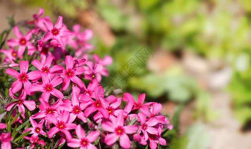 春花园的粉红开花植物图片
