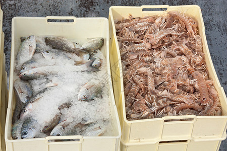 新鲜捕获的鱼类和甲壳类动物图片