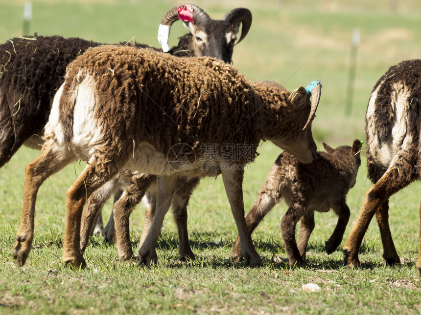 索伊羊是一种原始的家养羊品种图片