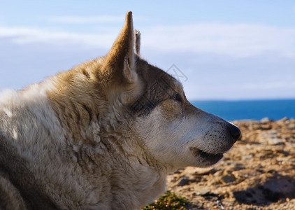 极地夏季爱斯基摩狗图片