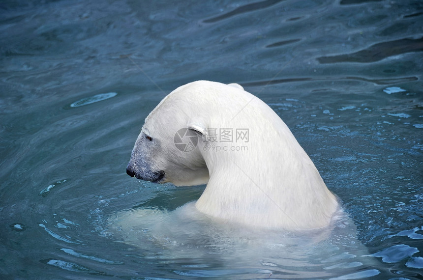 白色北极熊在水中图片