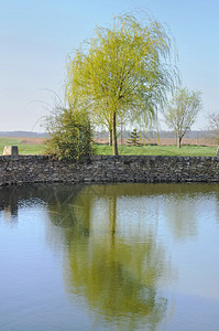 一棵柳树在水中的反射图片