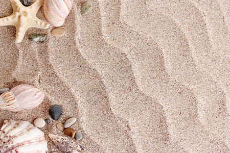 有很多贝壳和海星的海滩图片