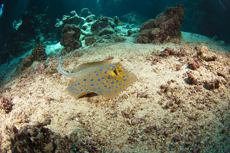 水下热带洞穴海床上的蓝点黄貂鱼高清图片