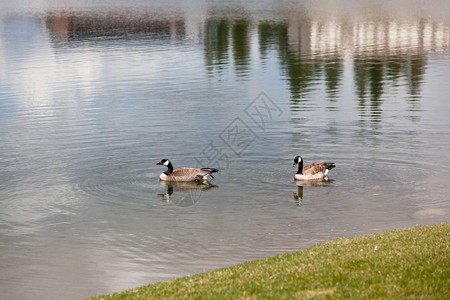 两只加拿大鹅在池塘边缘的水里离卵子图片
