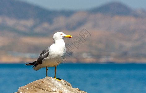 海中石头上的海鸥图片