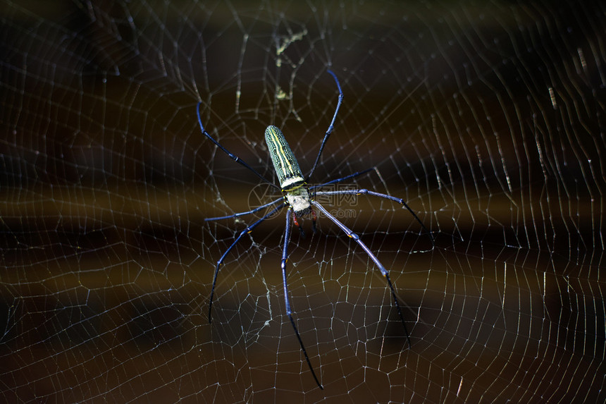 网络中的热带蜘蛛图片