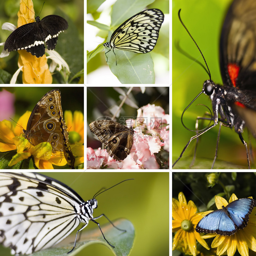 在同一画面中七只不同的蝴蝶图片