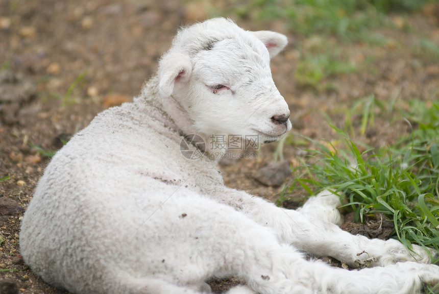 一只可爱的小羊羔躺下休息在澳大利亚图片