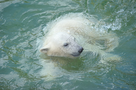 小北极熊在水中游泳图片