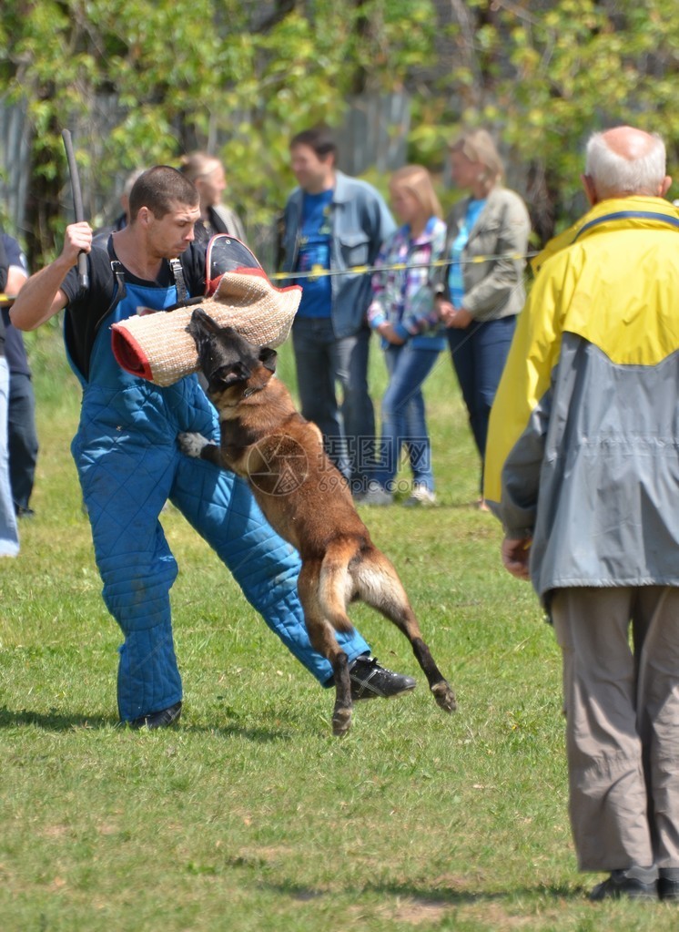 警犬训练图片