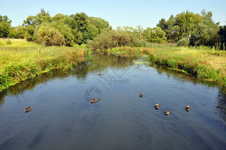 鸭子在河里游泳图片