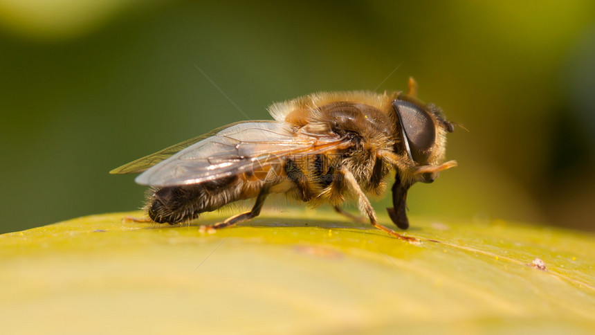 蜜蜂在叶子上的特写镜头图片