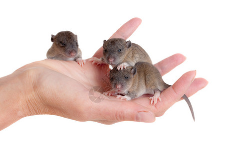 非常小的婴儿老鼠在手掌上图片