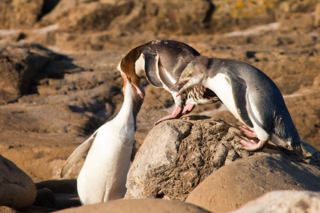 新西兰本土成年黄眼企鹅Megadadpytes图片
