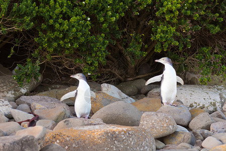 年轻的新西兰黄眼企鹅超级百日记反波人或Hoiho图片
