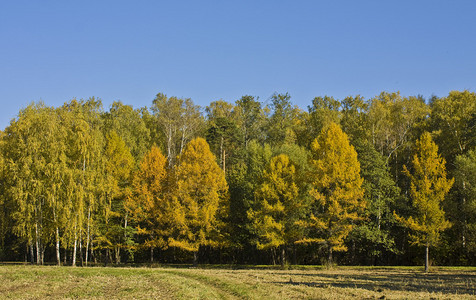 秋天风景黄图片
