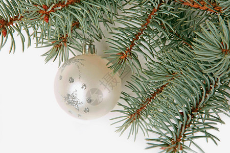 枞树的绿色树枝与圣诞球的图片