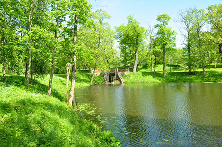 公园池塘里阳光明媚的春日图片