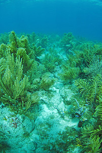 大海和藤蔓植物的水下海景图片
