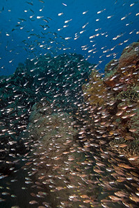 在红海拍摄的玻璃鱼和珊瑚图片