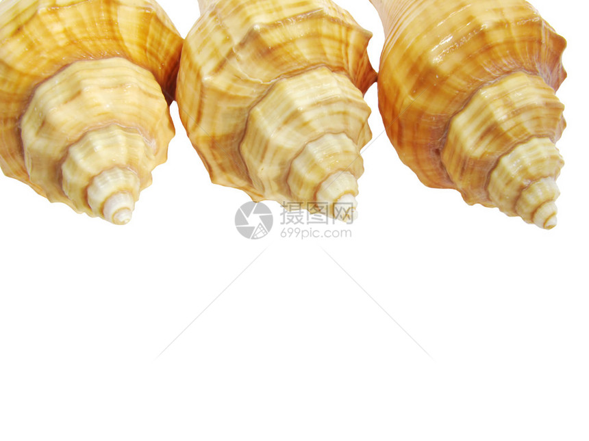 3个黄色海壳Hemifu图片