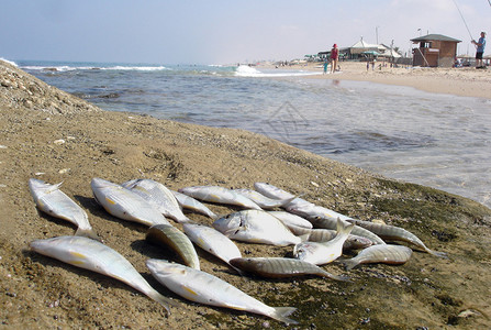 地中海沿岸的新鲜鱼图片