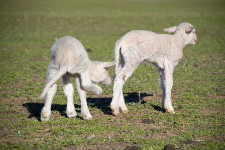 田野里的两只小羊羔图片