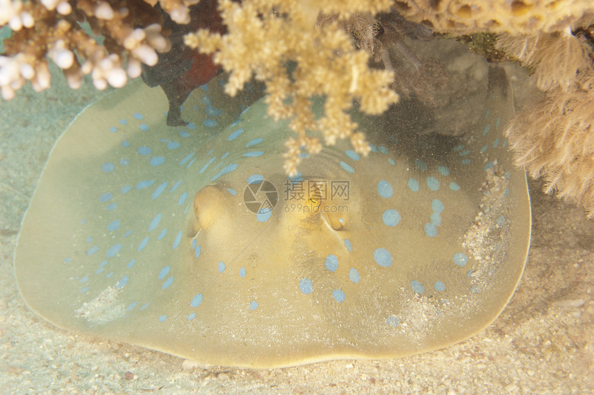 热带珊瑚礁海底的蓝斑泻湖射线图片