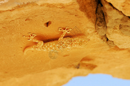一只Gecko蜥蜴坐在沙漠中图片