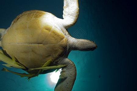 在红海拍摄的绿海龟和海洋图片