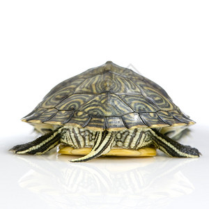 红脚乌龟在白色的背景图片