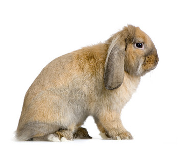 在白色背景前的垂耳兔背景图片