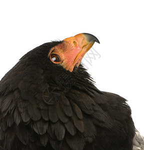 Bateleur10岁Terathoppiusecaudautas在图片