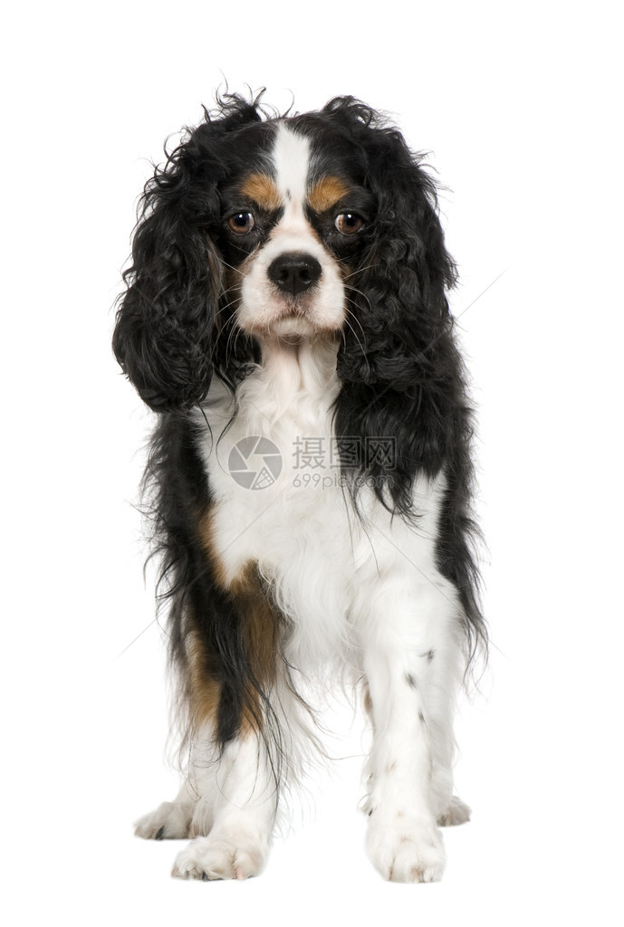 CharlesSpaniel5年在白色背景面前的卡瓦利埃国王查尔斯帕图片