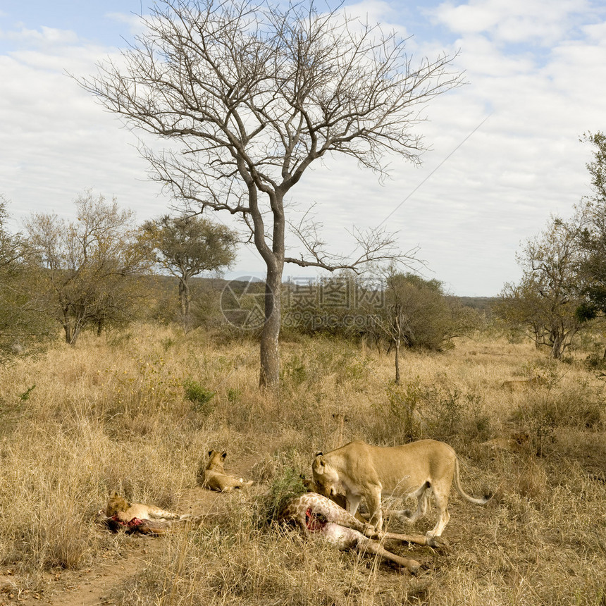 狮子吃长颈鹿的骄傲图片