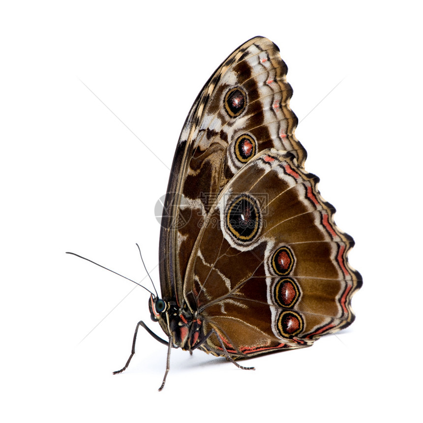 白色背景面前的黄磷蝶蝴Morphopeelid图片