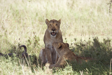 一对母狮与她的猎物图片