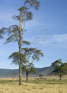 查看Ngorongoro图片