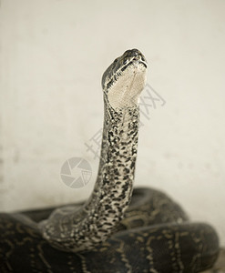 蟒蛇背景图片
