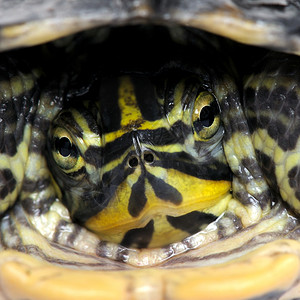面对相机的乌龟Acantho图片