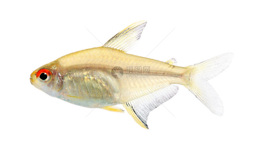 白种背景面前的海观鱼Hyphesobryconbee图片