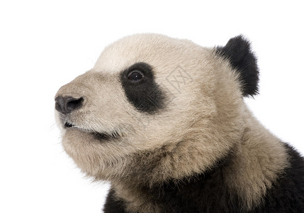 大熊猫，小熊猫可爱的脊椎动物高清图片