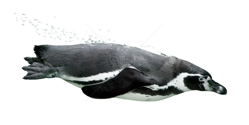 企鹅在白色背景前游泳图片