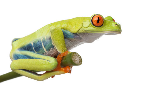 红眼树蛙白色背景前的Agalychniscall图片
