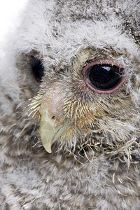 一只猫头鹰的头被紧贴在白色背景面前的雅典娜诺克图阿图片